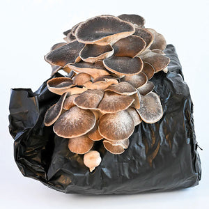 Front view of Cosmic Queen Oyster mushroom kit showing tan-brown oyster mushrooms growing from a black grow block on white background