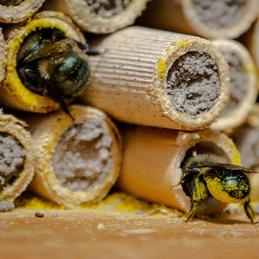 Mason Bee Mud Mix | Default Title | Territorial Seed