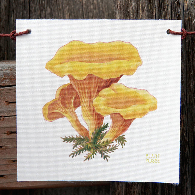 MUSHROOM FLAGS-DECORATIVE ACCESSORY