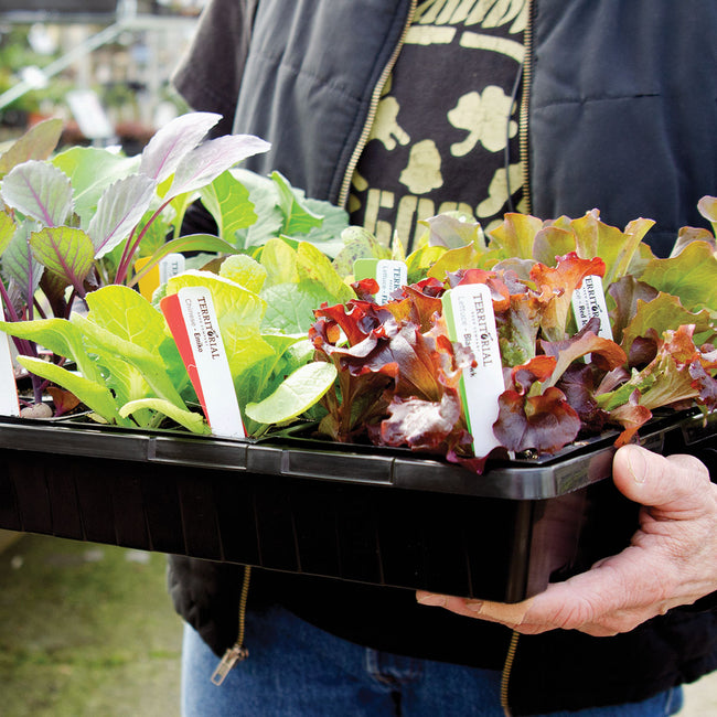SUNPACK® MEGA Color I.D. Tray-FLAT/INSERT