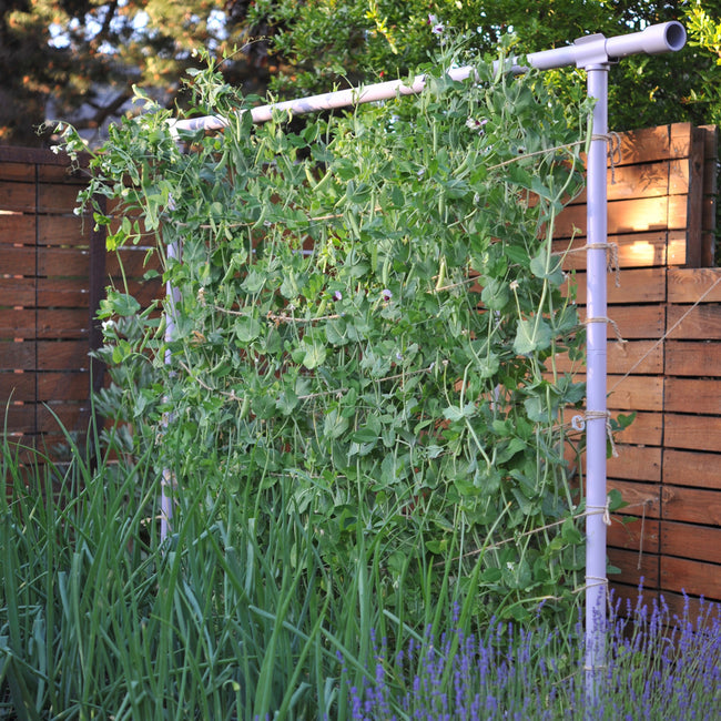 THE FREYR TRELLIS-SUPPORT