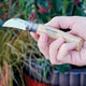 A hand holding an opinel chestnut & garlic knife with garlic and plants in the background