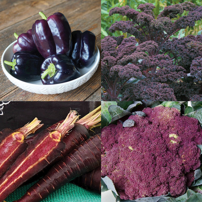 PURPLE POWER SEED COLLECTION-COLLECTION