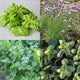 CULINARY HERB GARDEN ESSENTIALS-