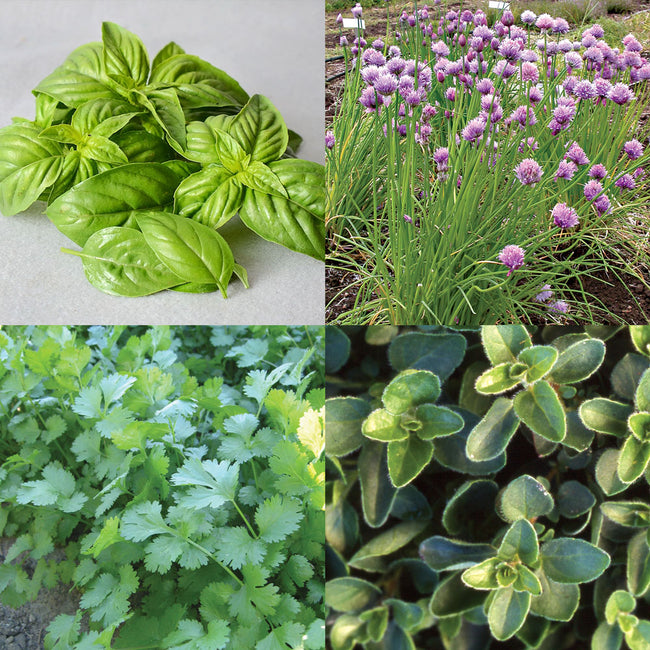 CULINARY HERB GARDEN ESSENTIALS-
