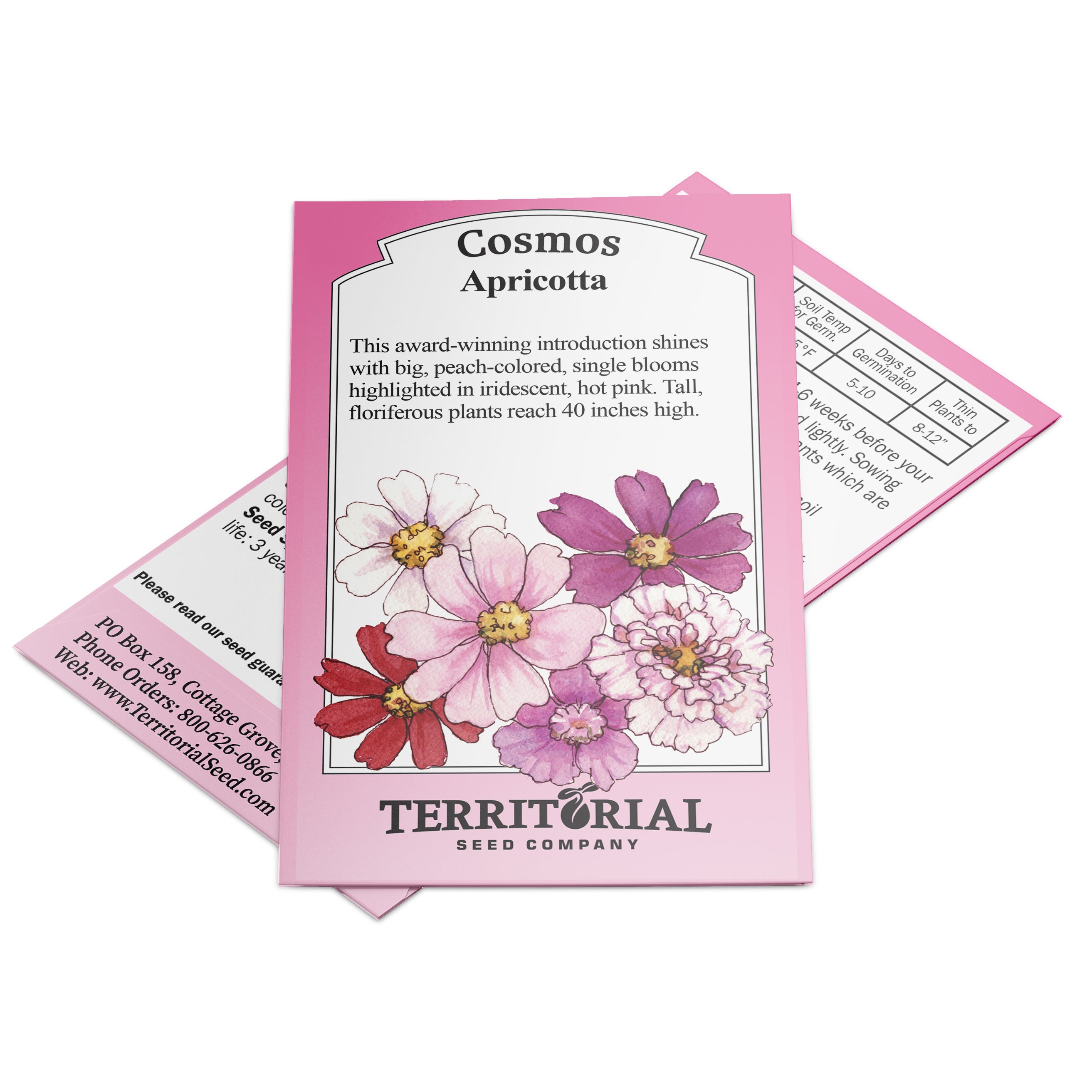 Apricotta Cosmos
