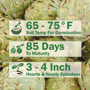 IMPERIAL STAR-ARTICHOKE