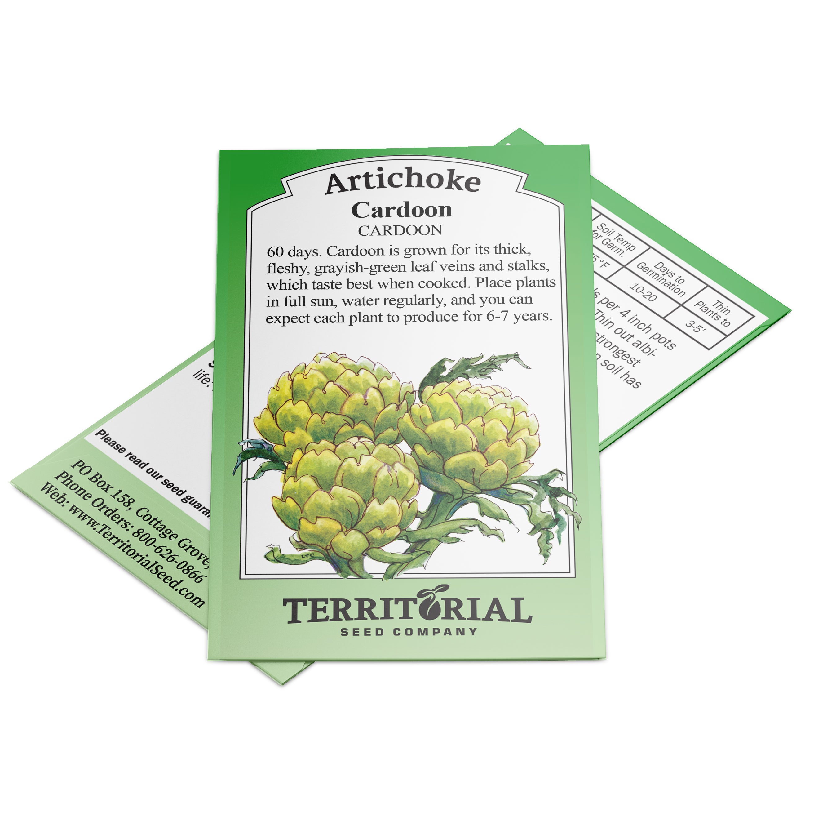 Territorial Seed Company Cardoon Artichoke - Thumbnail 4