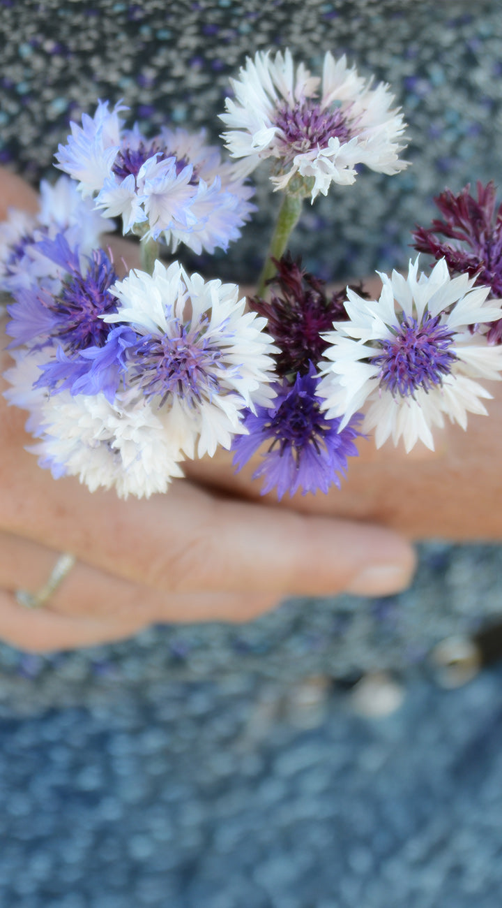 Territorial Seed Company Bachelor Button Mix - Thumbnail 3