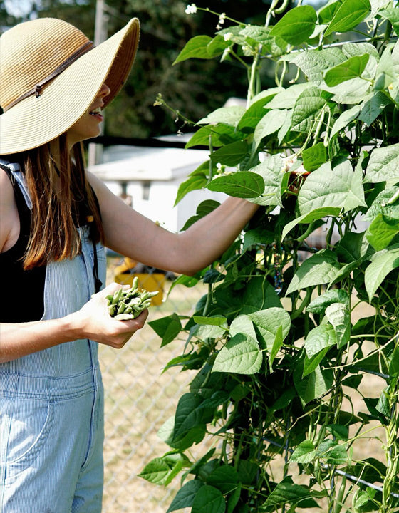 Person in a garden picking green beans from a plant