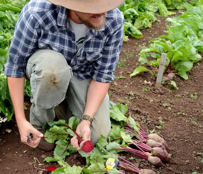 Person harvesting beets in a garden