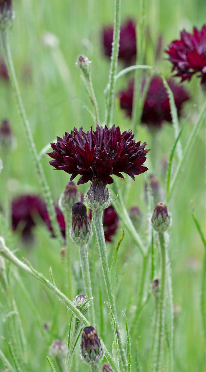 Close-up of a dark purple centaurea flowers in a field with green grass