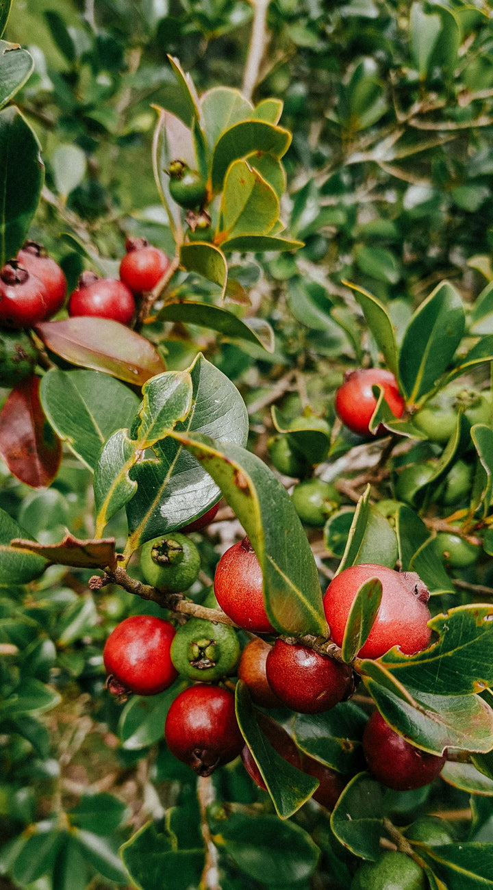 Red guava on a green bush