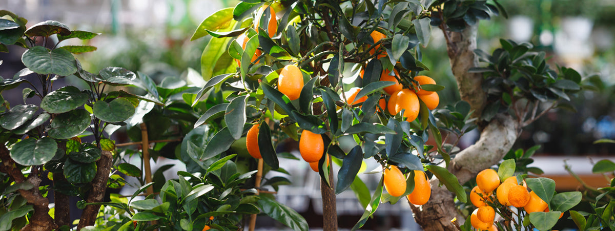 A close-up view of a citrus tree branch laden with bright orange kumquats or bergamot fruits, surrounded by glossy green leaves and a textured brown trunk in an outdoor garden setting.