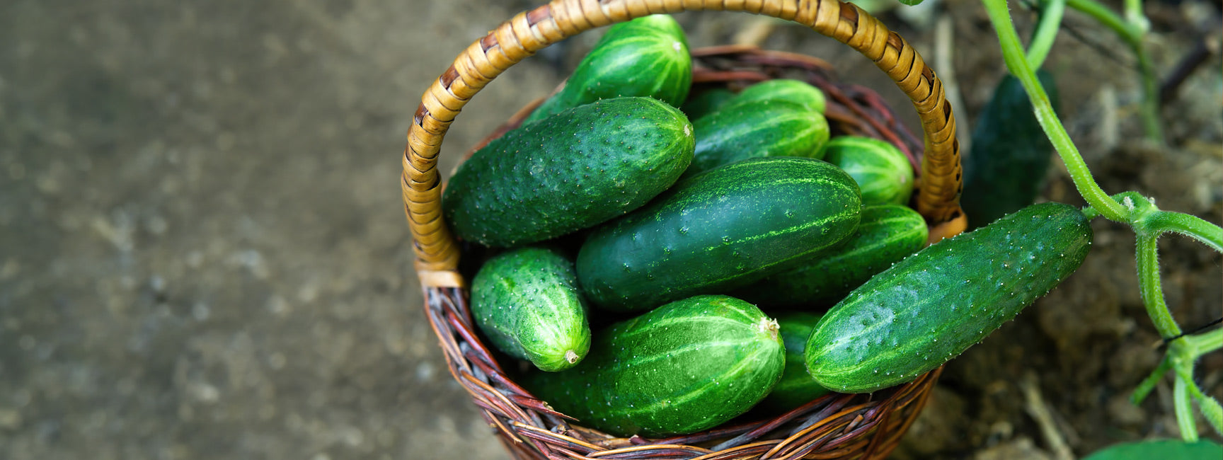 Cucumbers in a wicker basket after being picked from the garden.