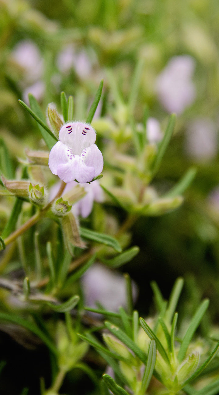 Close-up of a small white cumberland rosemary  flower  with green leaves on a blurred natural background