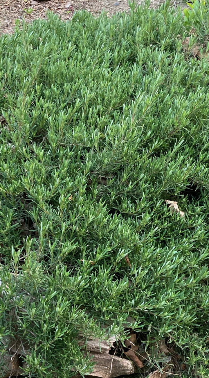 Green cumberland rosemary in a natural setting