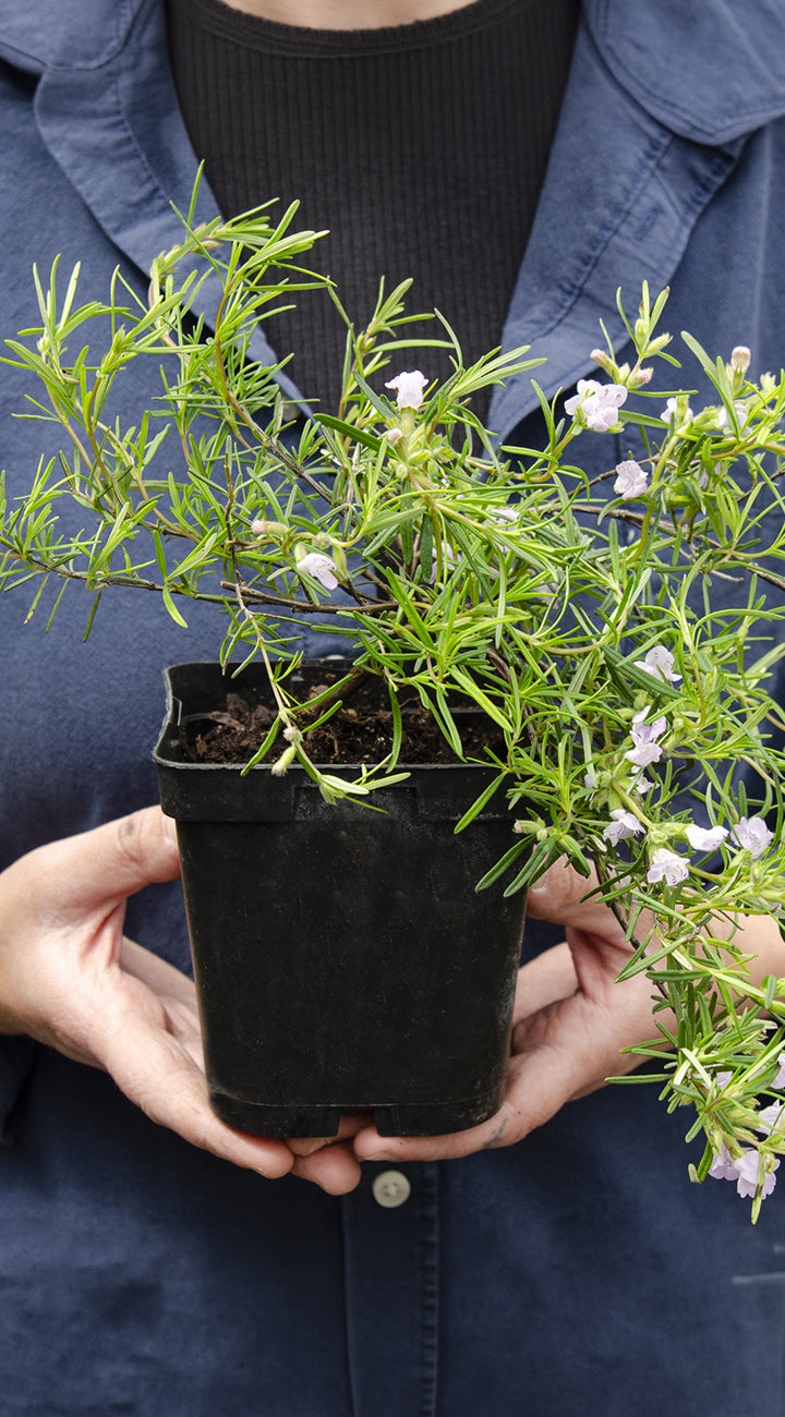 Person holding a small potted cumberland rosemary plant with green leaves and white flowers.