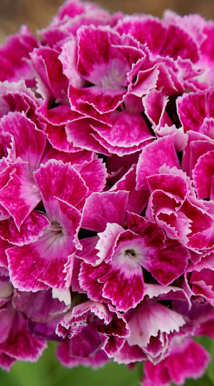 Close-up of pink and white dianthus flowers with a blurred green background