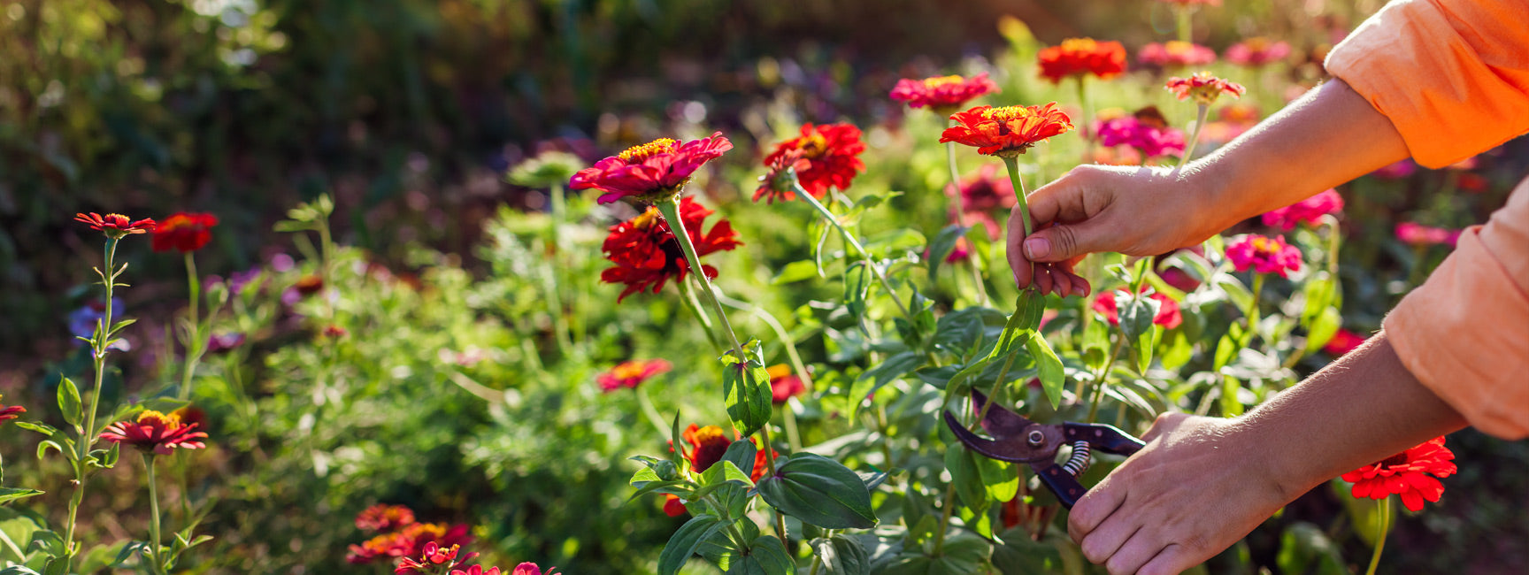 Person pruning flowers in a garden with a blurred background