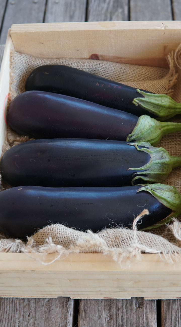 Michal Eggplant - Thumbnail 3