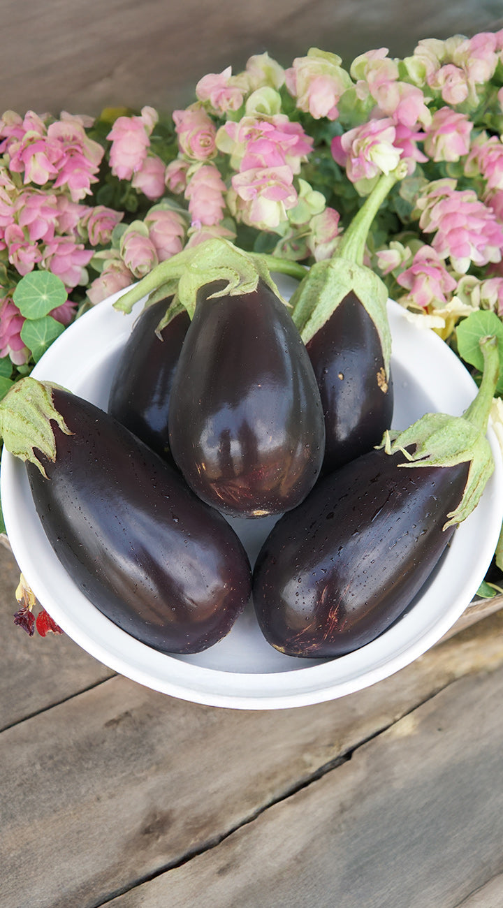 Michal Eggplant