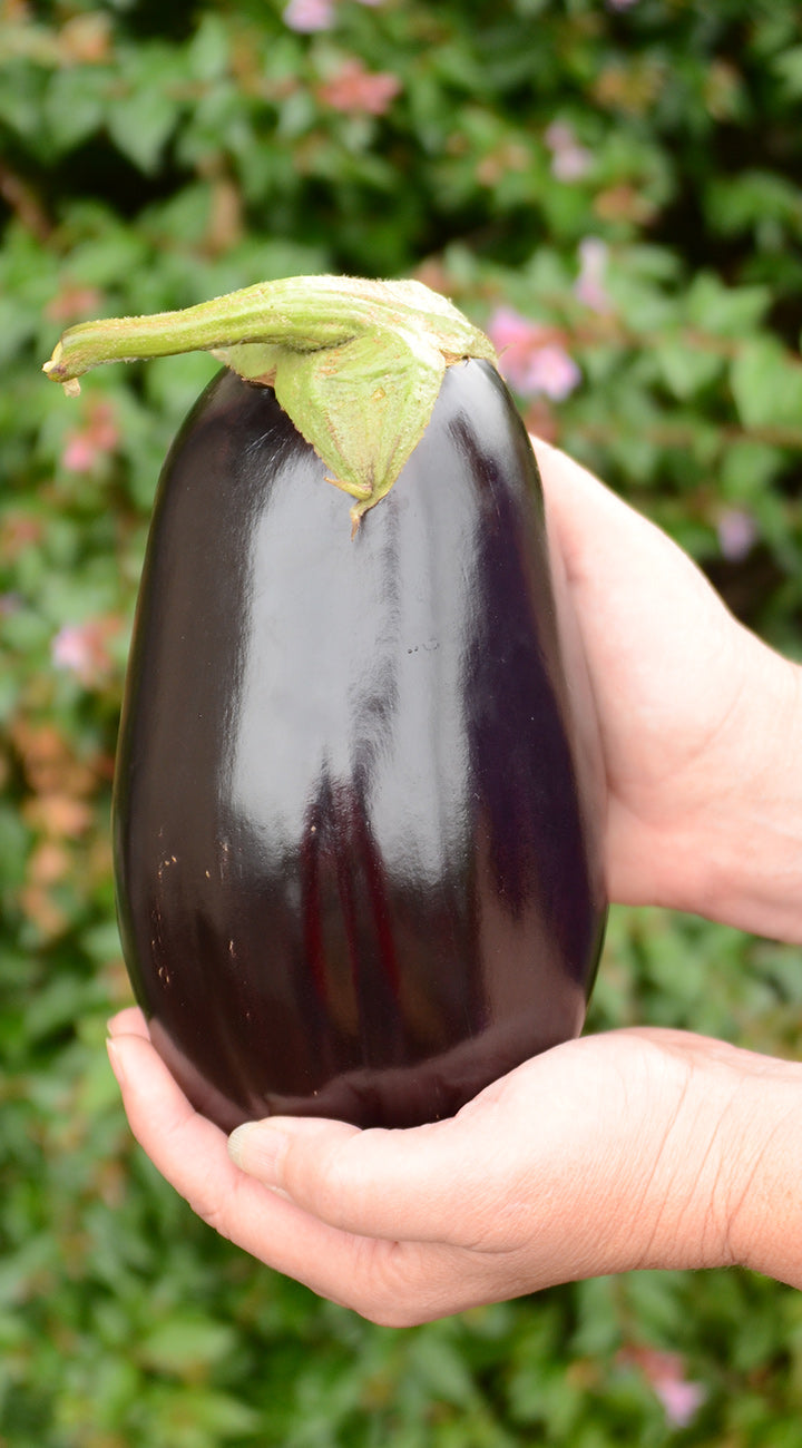 Michal Eggplant - Thumbnail 2