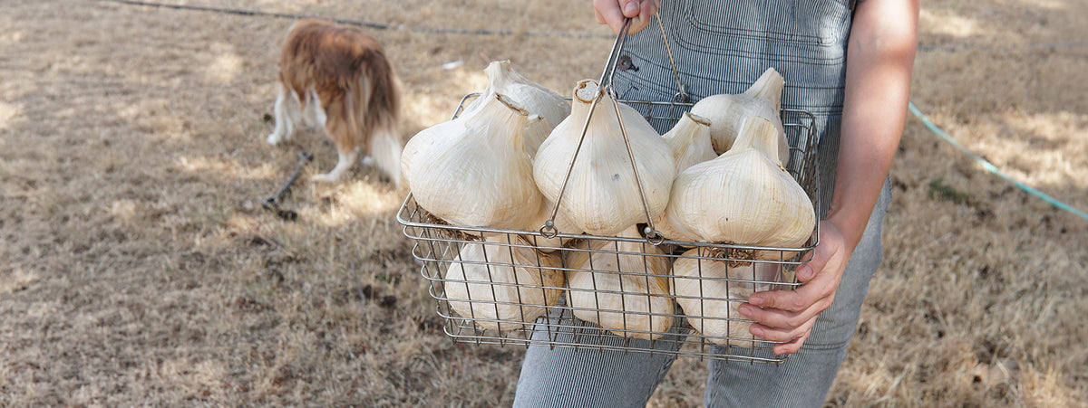 A person in denim overalls holds a wire basket filled with large elephant garlic bulbs in an outdoor field, with a dog visible in the background.