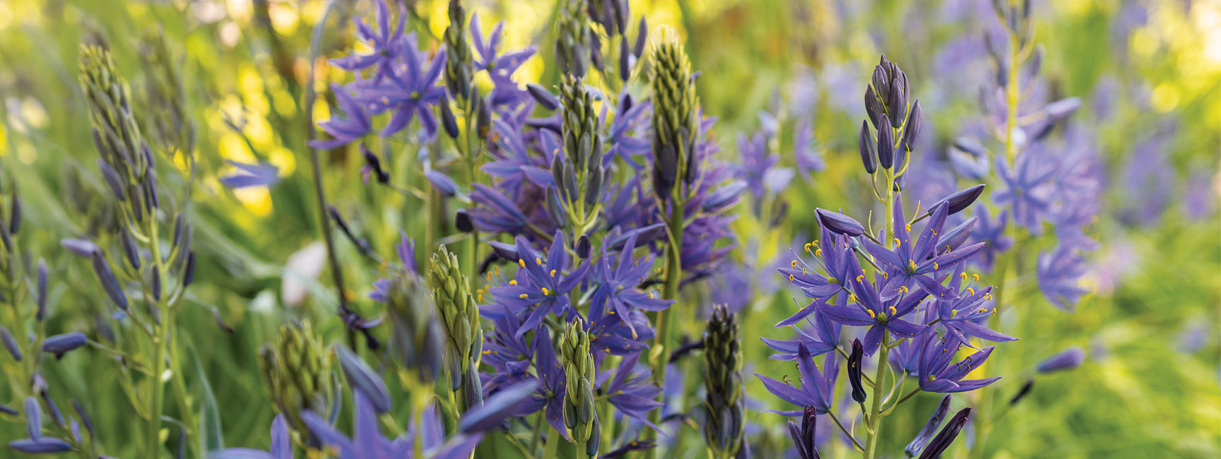 Purple star-shaped flowers blooming in a field of green foliage, photographed in a natural outdoor setting with soft-focus background.