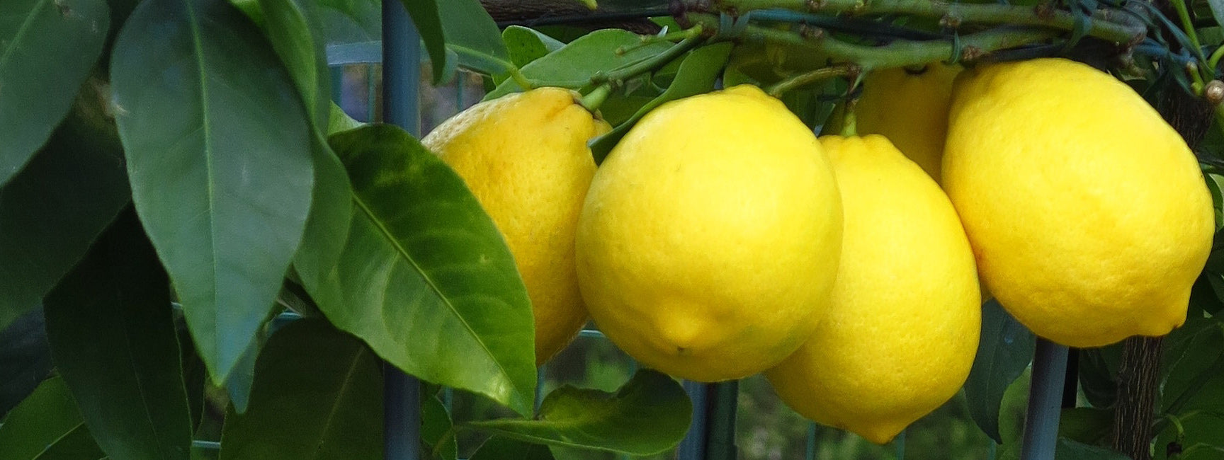 Several bright yellow lemons hanging from a tree branch with green leaves, photographed outdoors.