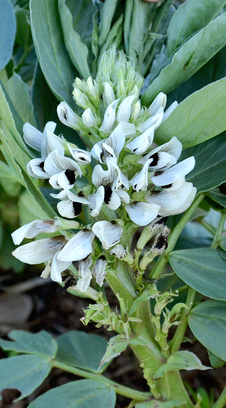 Sweet Lorane Fava Bean