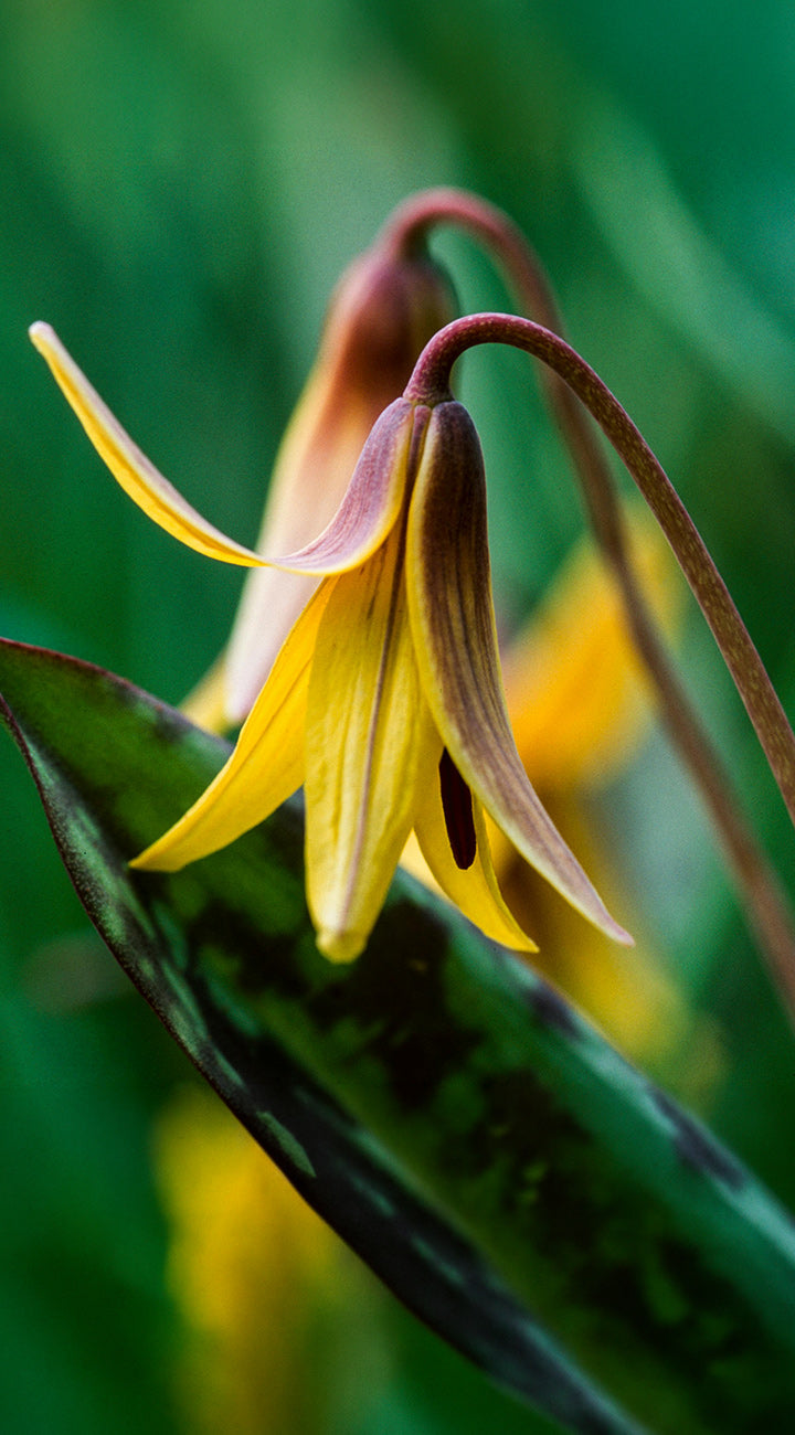 Yellow fawn lily flower with green leaves on a blurred green background