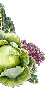 decorative flourish of lettuce leaves