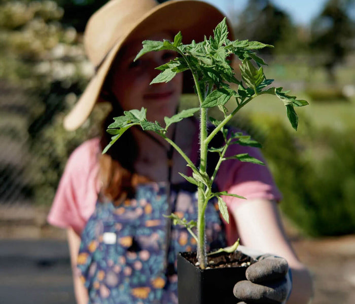 Person holding a potted plant outdoors