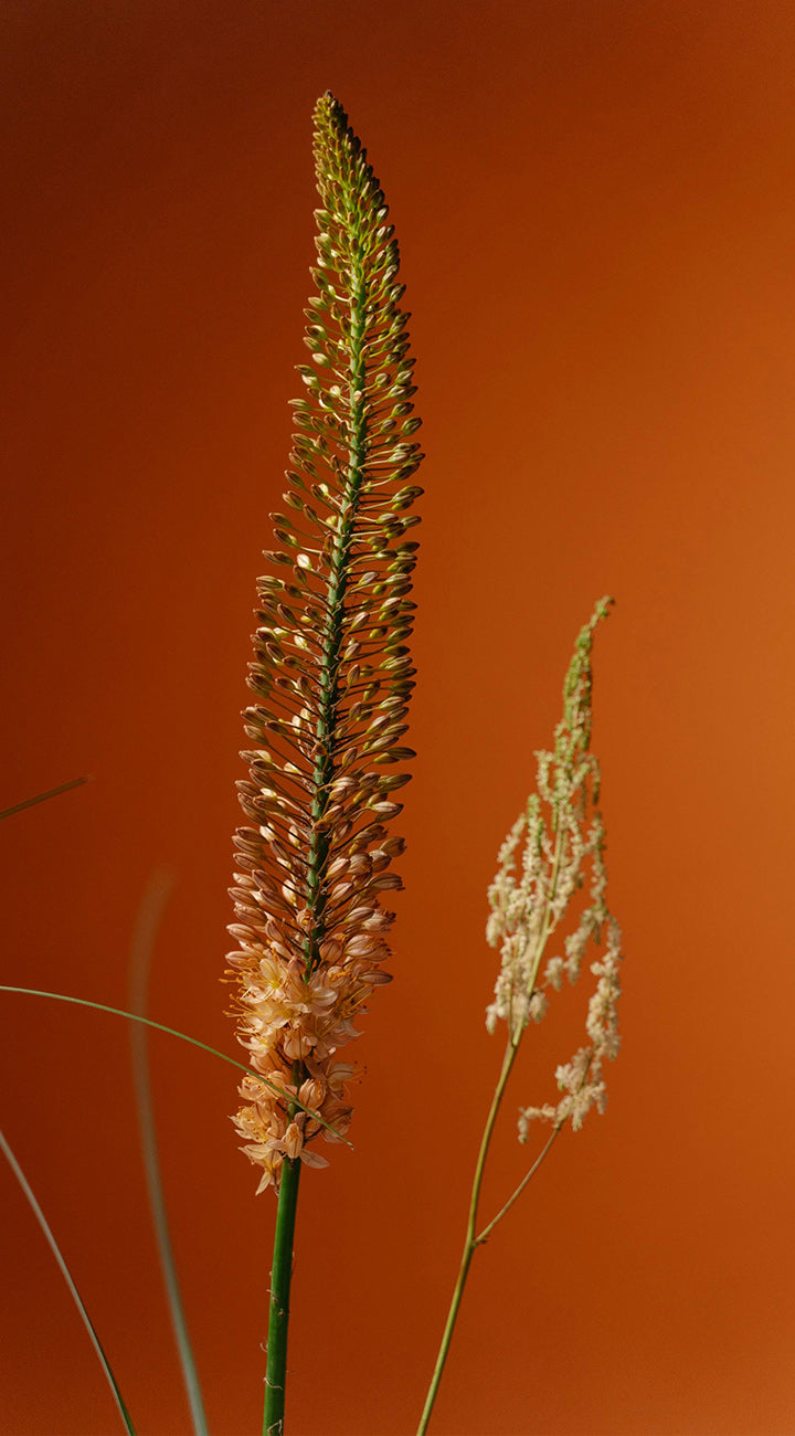 Tall foxtail lily flowers against an orange background