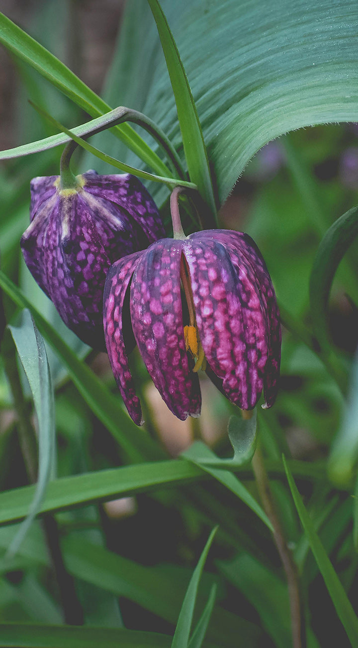 Purple fritillari flowers with a green leafy background