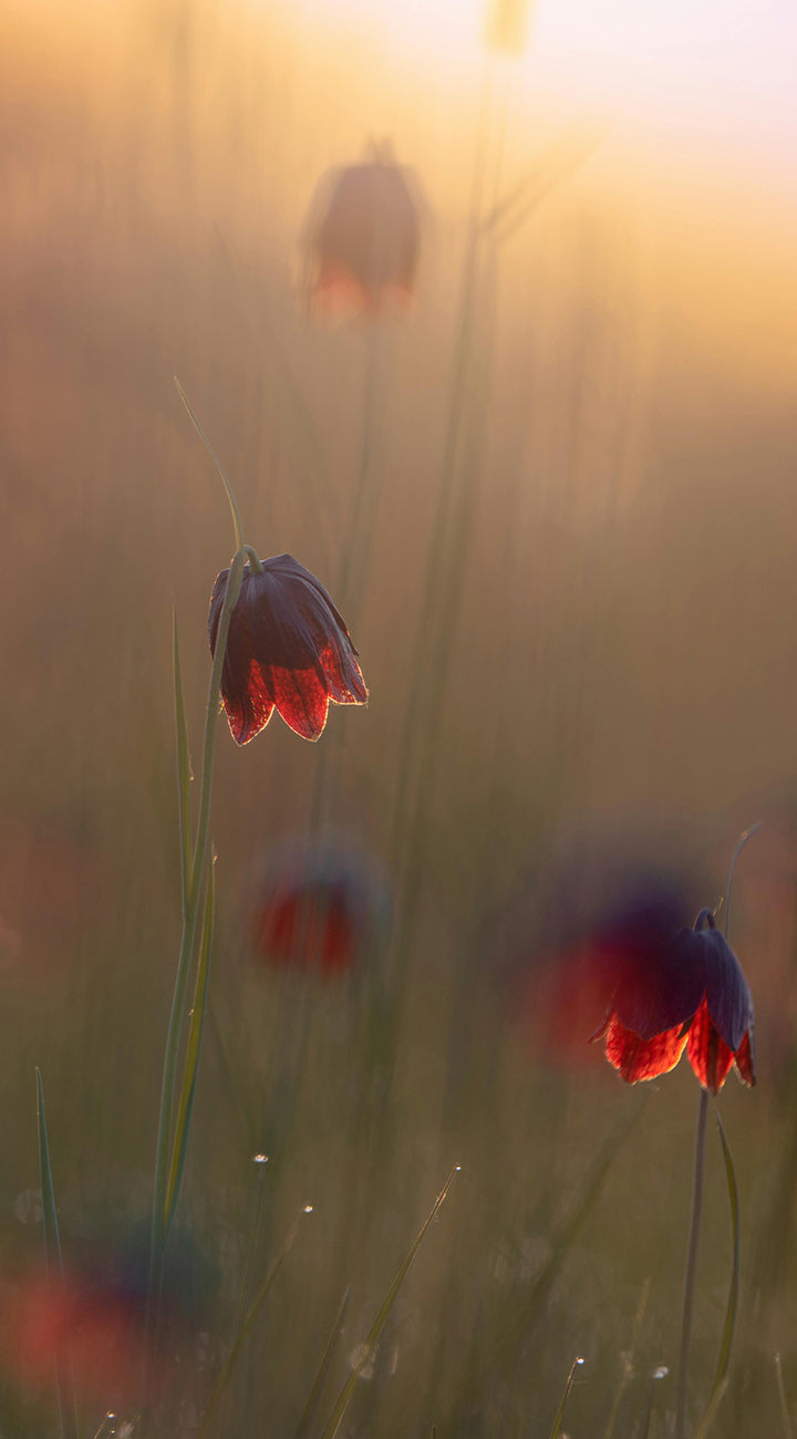 Red fritillari flowers in a field with a warm, golden glow