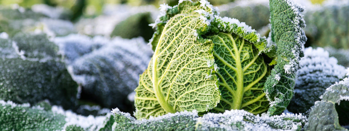 Frost-covered leafy vegetables growing in a garden