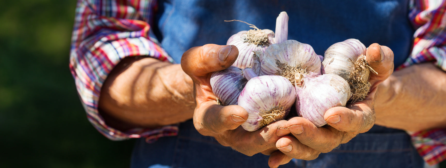 Gardener holding several garlic bulbs outdoors