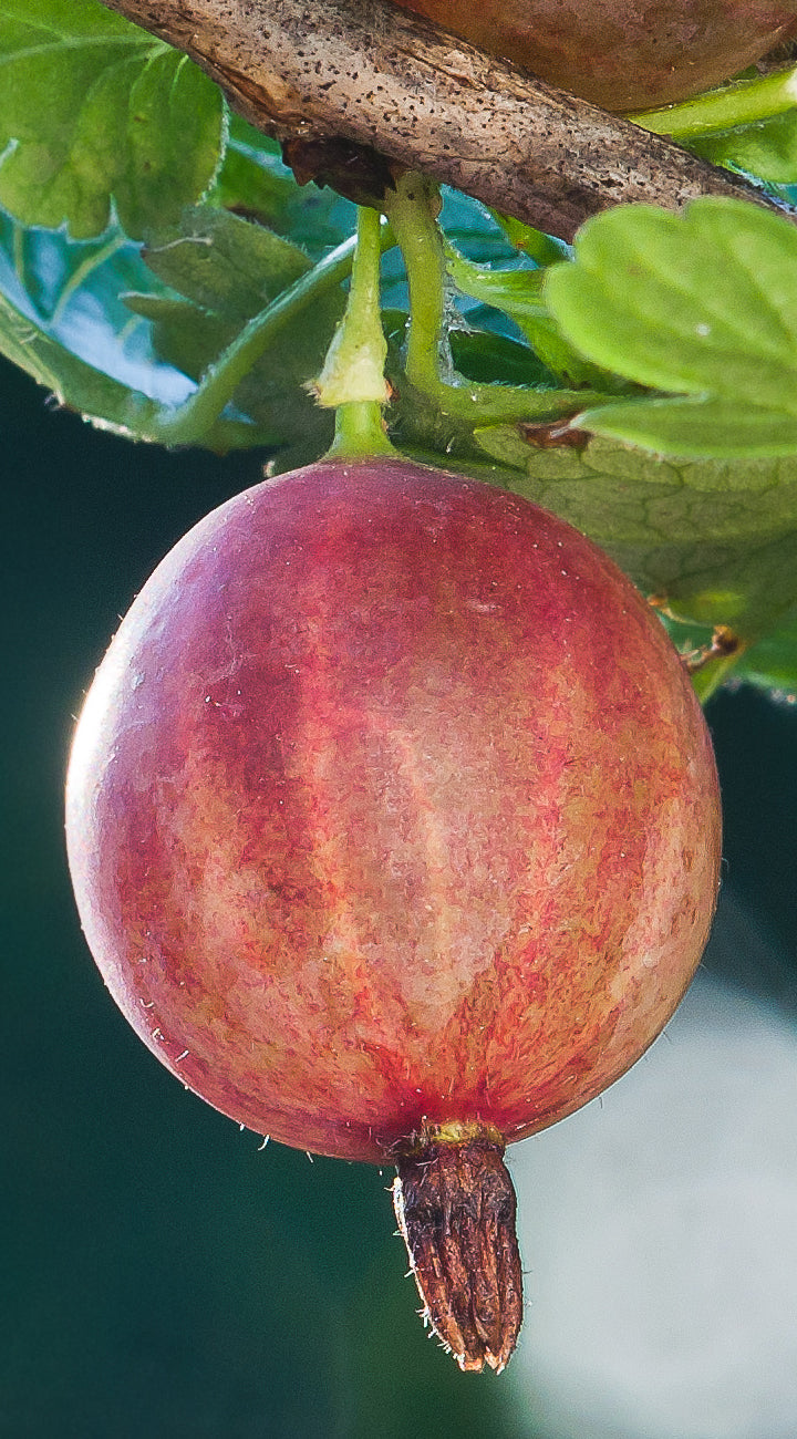 Close-up of a red gooseberry on a branch with green leaves.
