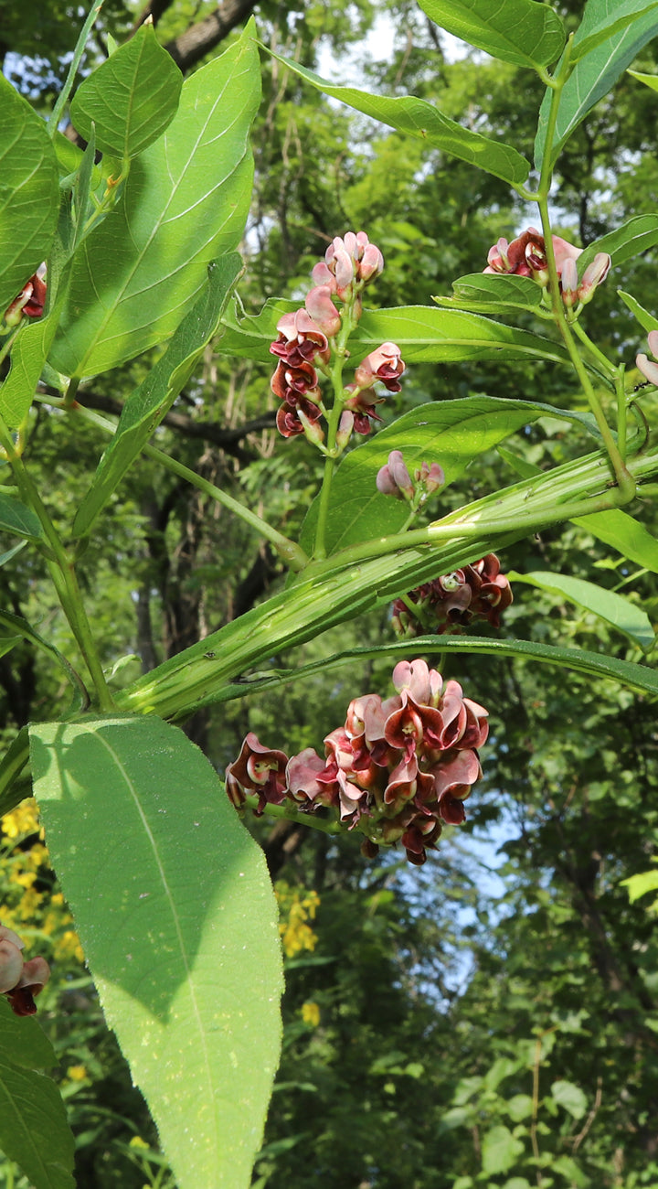 Pinkish-purple flower buds or groundnut flower with green leaves