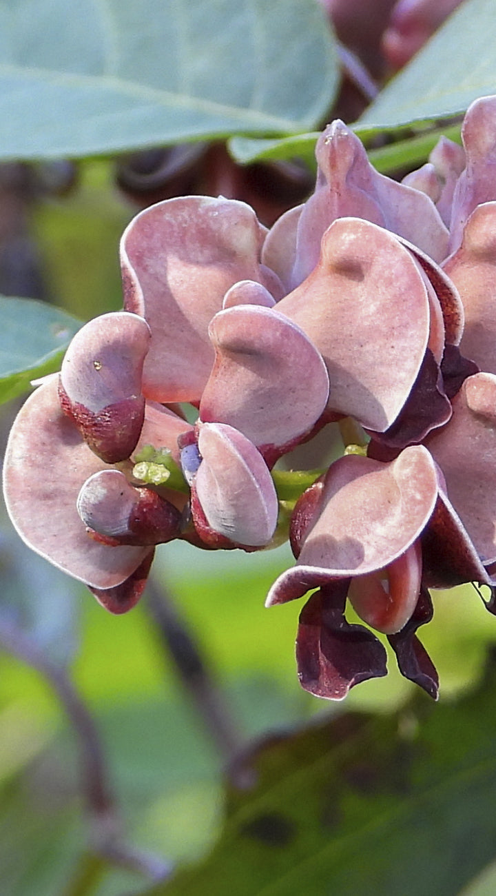 Close-up of pinkish-purple flower buds or groundnut flower with green leaves in the background