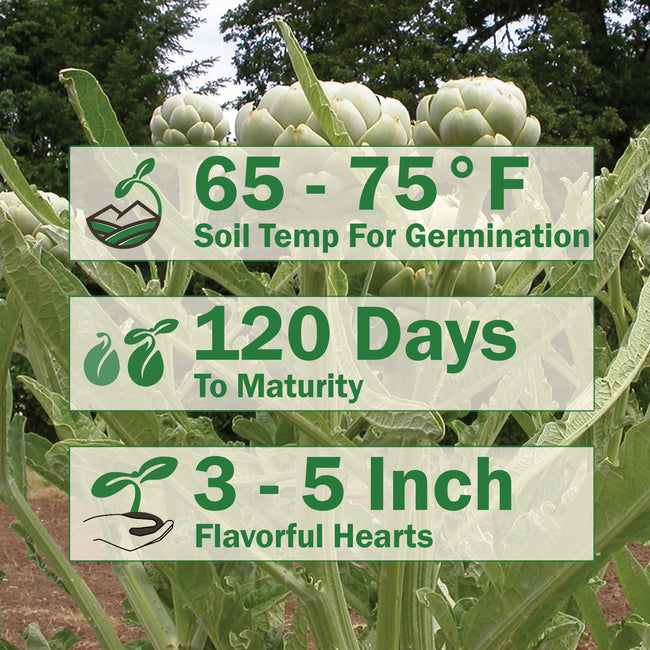 GREEN GLOBE-ARTICHOKE