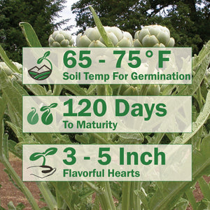 GREEN GLOBE-ARTICHOKE