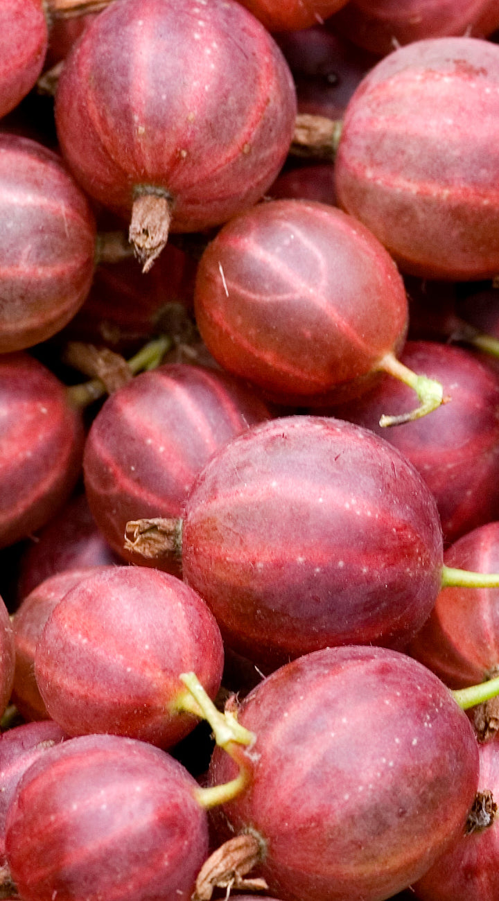 Close-up of red gooseberries with a blurred background
