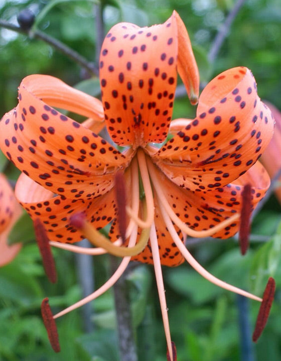 Close-up of an orange flower with black spots against a blurred green background