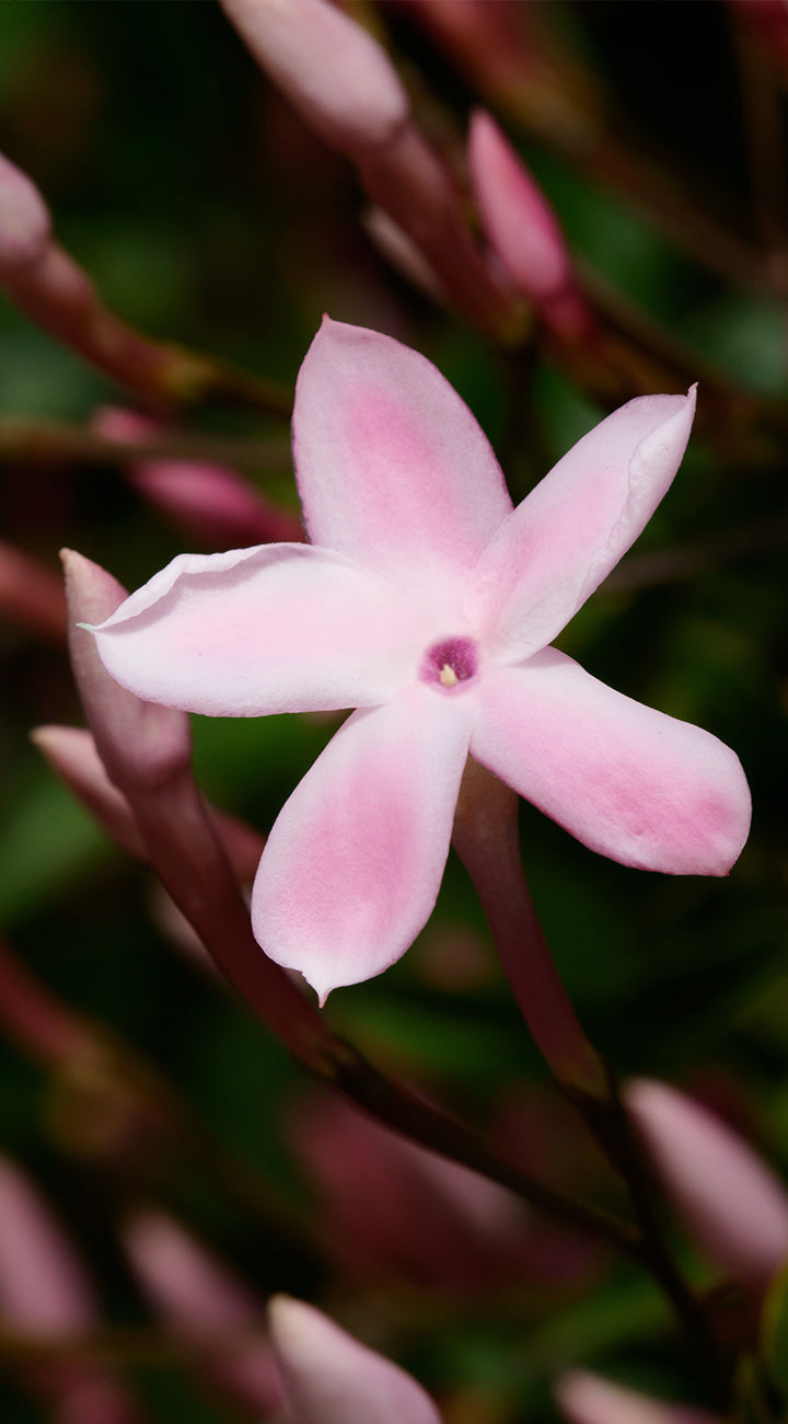 Territorial Seed Company Pink Jasmine - Thumbnail 3