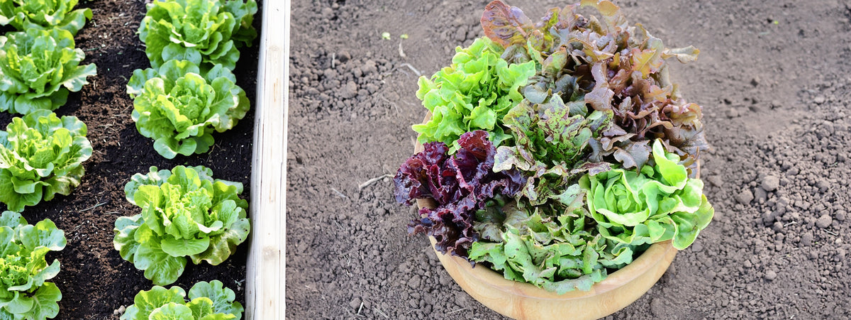Fresh mixed lettuce greens in a round wooden bowl, with one bowl shown planted in soil and the other shown close-up against the same soil background.