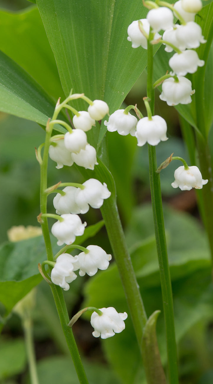 White lily of the valley flowers with green leaves on a blurred green background
