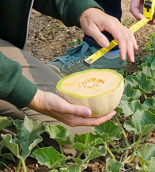 Pro Vegetable Seed Catalog Territorial Seed